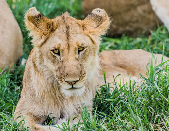 Lioness facing the camera in masai mara relaxing on grass