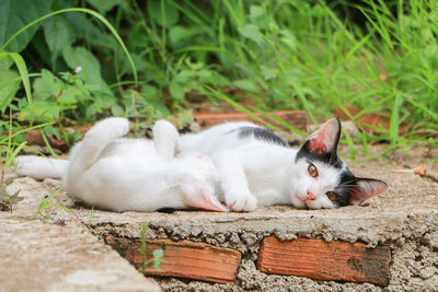 Portrait of a cat resting