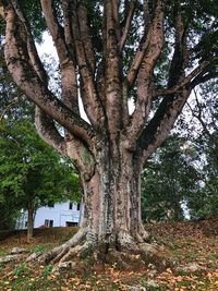 Low angle view of large tree on field against sky