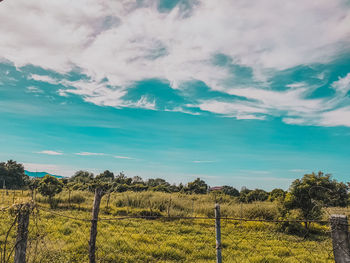 Scenic view of agricultural field against sky