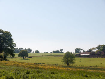 Scenic view of agricultural field against clear sky