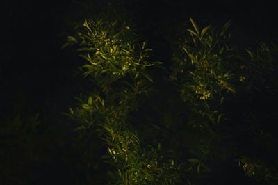 Close-up of branch against black background