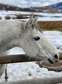 Close-up of a horse on snow