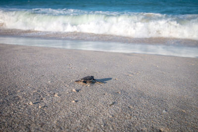 View of crab on beach