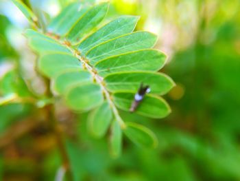 Close-up of green leaves