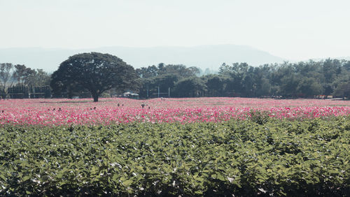 Scenic view of pink flowering trees on field against sky