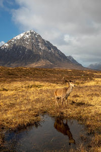 Deer standing on grassy field against mountain 