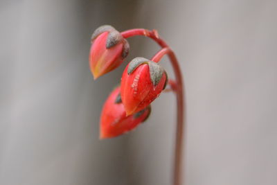 Close-up of red leaf