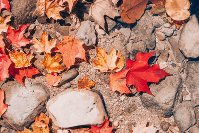 Beautiful closeup natural background with old aged red yellow autumn fall leaves on stones rocks