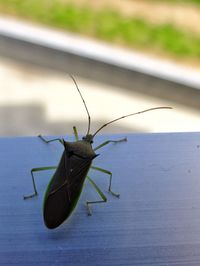 Close-up of insect on leaf