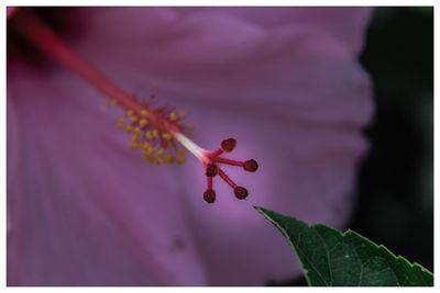 Close-up of insect on flower