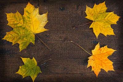 High angle view of maple leaf on wood