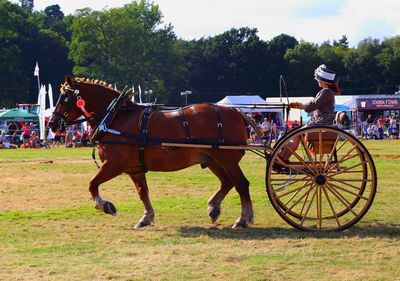 Horse riding cart