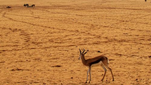 Deer standing in a field