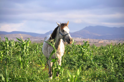 Horse standing on grassy field