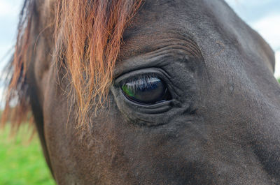 horse