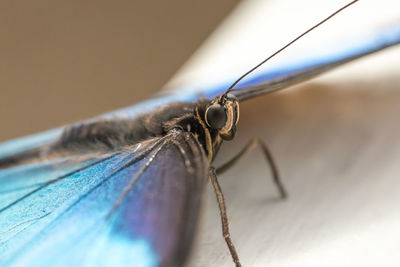 Close-up of butterfly