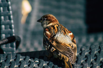 Close-up of bird perching