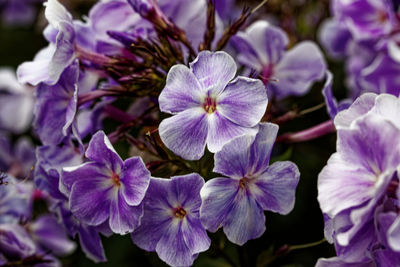 Close-up of purple flowering plant