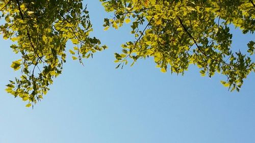 Low angle view of trees against clear sky