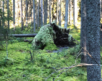 Trees in forest