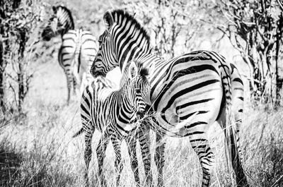 Zebras on field in forest