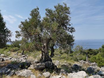 Trees growing on rocks by sea against sky