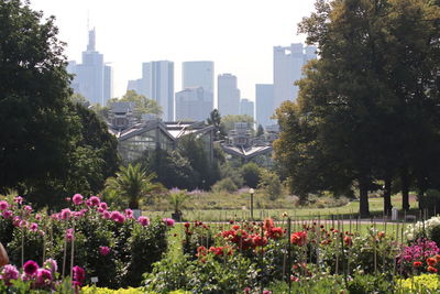 Flowering plants and trees in park against buildings in city
