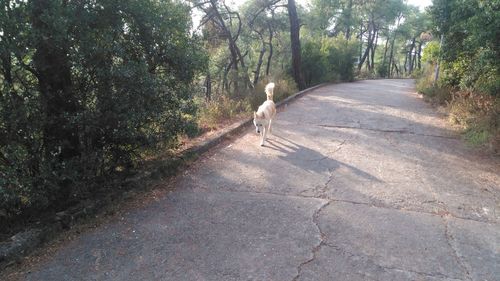 View of dog walking on footpath