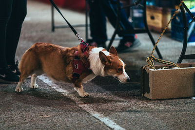 Low section of man with dog walking on street