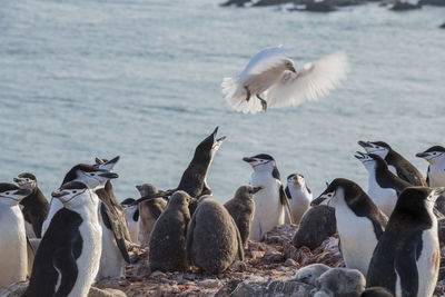 Flock of seagulls on beach