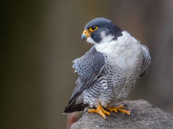 Close-up of falcon perching on rock