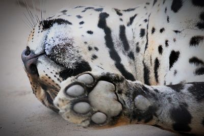 Close-up of cat sleeping