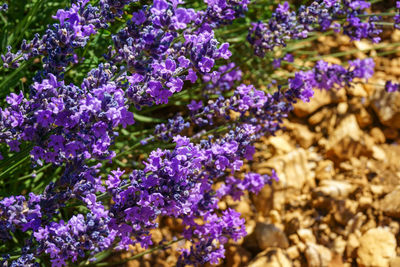 Close-up of purple flowers