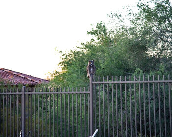 View of an fence against plants