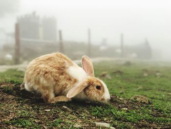 Rabbit in a field