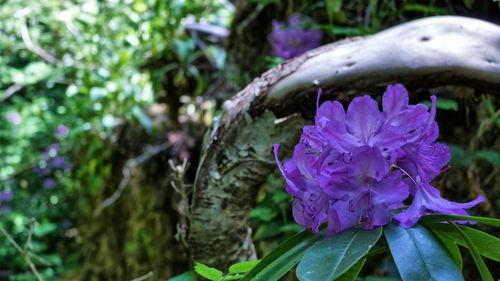 Close-up of purple flower