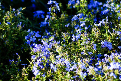 Close-up of purple flowering plants on field