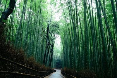 Road passing through forest