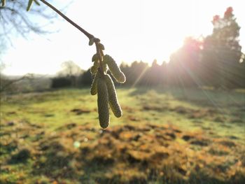 Close-up of leaf hanging against sky