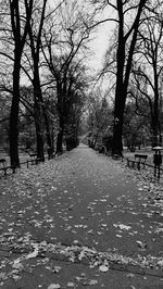 Empty road along trees