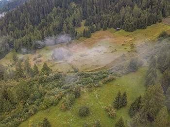 High angle view of pine trees in forest