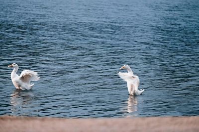 View of birds in water