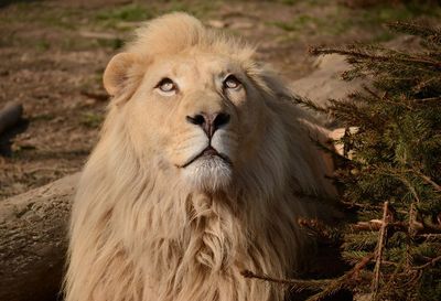 Close-up portrait of lion