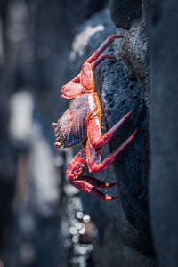 High angle view of crab on rock