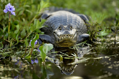 Portrait of turtle in a lake