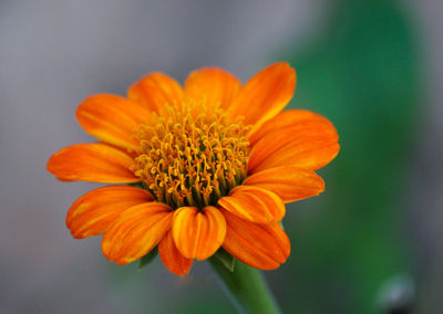 Close-up of orange flower blooming outdoors