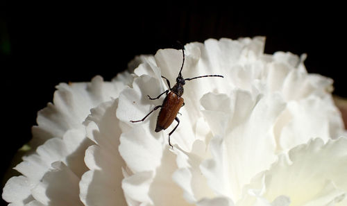 Close-up of insect on white flower