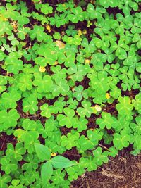 High angle view of plants growing on field