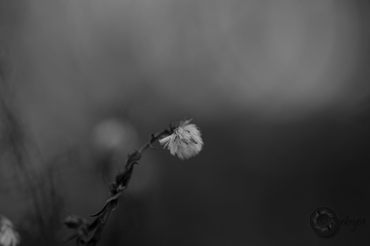 plant, growth, stem, nature, flower, close-up, fragility, focus on foreground, beauty in nature, leaf, dry, twig, tranquility, branch, freshness, outdoors, no people, selective focus, dusk, day